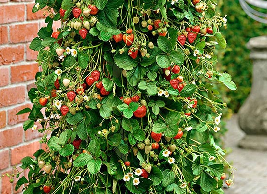 Wie kann man Erdbeeren in PVC-Rohren züchten? 