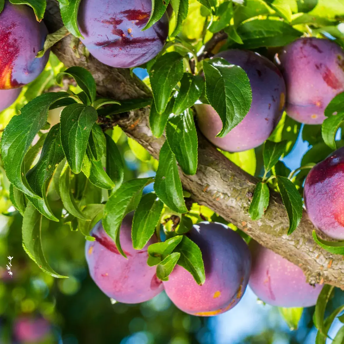 Wie pflanzt man Obstbäume als wurzelnackte Pflanzen? Schritt für Schritt Anleitung