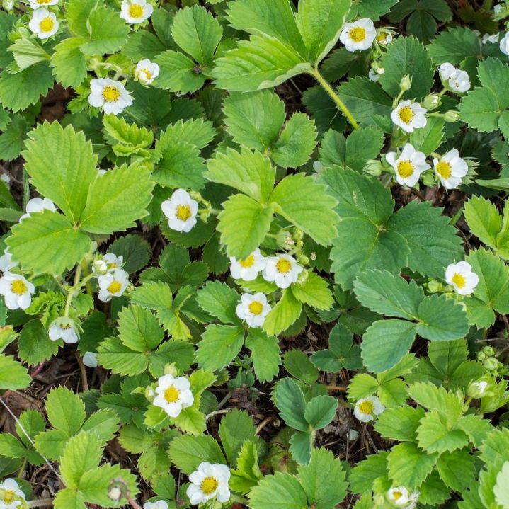 Wie pflegt man Erdbeeren im Frühling? Der richtige Start in die neue Saison