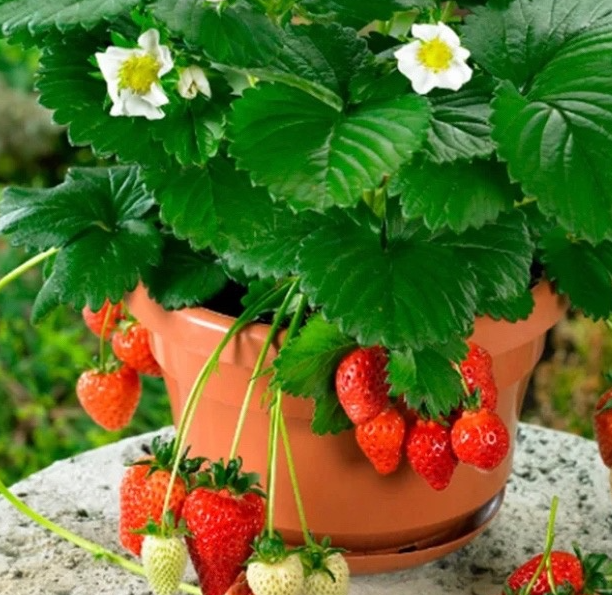 Welche Erdbeerpflanzen soll man wählen? Frigo-, Topf- oder Grünpflanzen?
