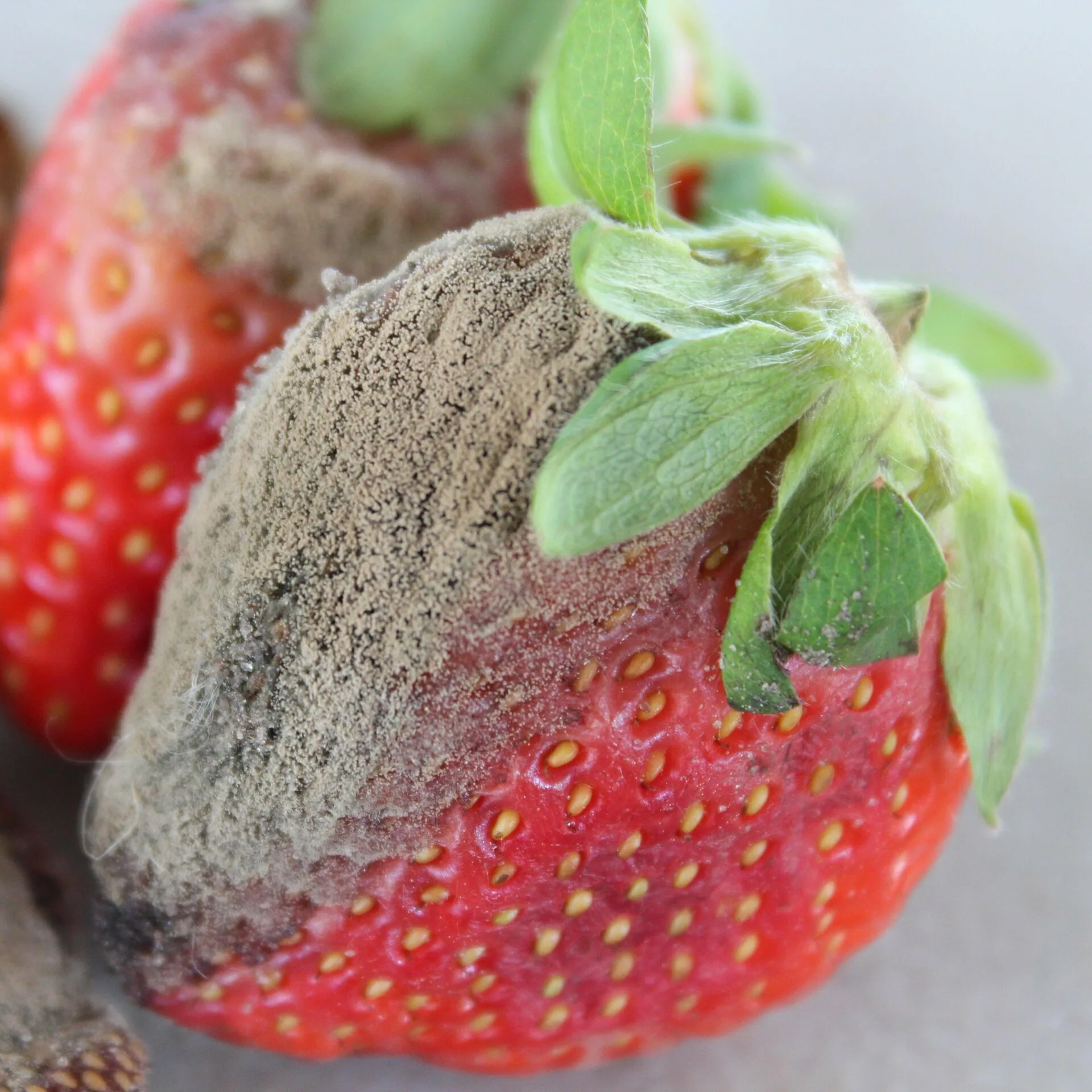 Probleme beim Erdbeeranbau? Häufig gestellte Fragen und praktische Lösungen