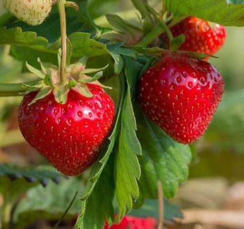 Immertragende Erdbeeren – wie lässt sich die Erntesaison effektiv verlängern?