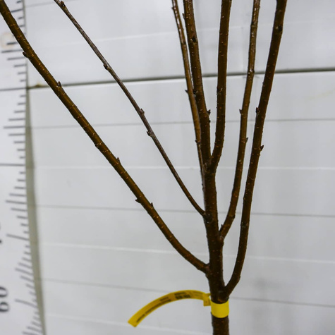 Säulenkirsche - Wurzelnackte Pflanze