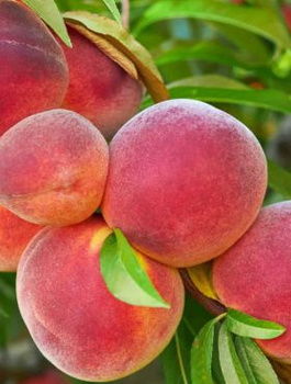 Pfirsichbaum Harrow Diamond - Wurzelnackte Pflanze