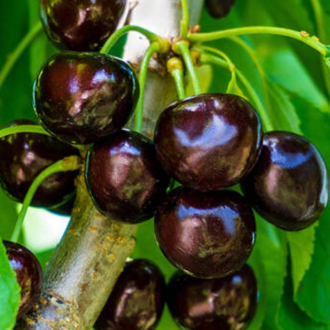 Säulenkirsche Halb Zwerg Narana schwarze und große Kirschen Obstbaum Süßkirschen 80cm / 140cm