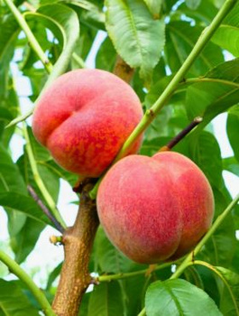 Pfirsichbaum Favorita Morettini - Wurzelnackte Pflanze