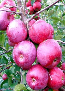 Apfelbaum Florina - Wurzelnackte Pflanze