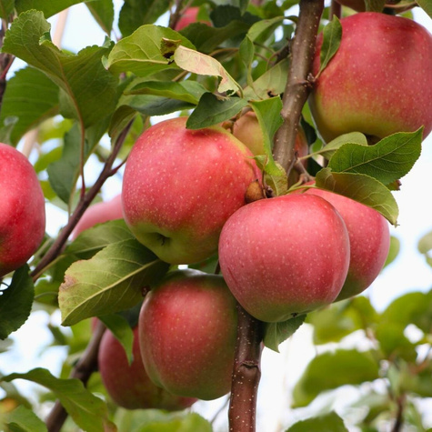 Apfelbaume Gloster Obstbaum Apfel 80cm / 140cm