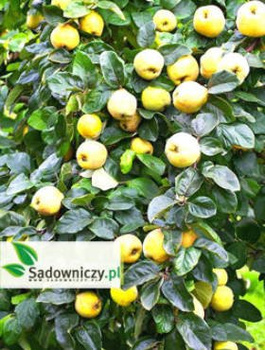 Apfelquitte veredelt - Wurzelnackte Pflanze