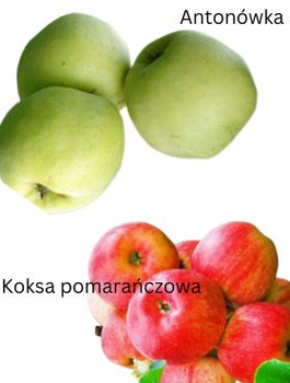 Duo Apfelbaum Antonówka + Cox Orange (Koksa Pomarańczowa) - Wurzelnackte Pflanze