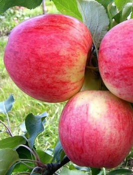 Apfelbaum Celesta - Wurzelnackte Pflanze