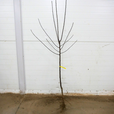 Pflaume Grüne Reneklode - Wurzelnackte Pflanze