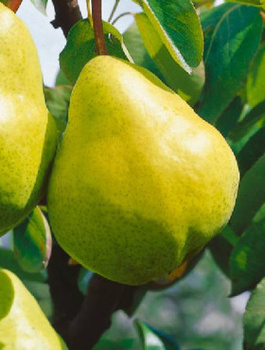 Birnenbaum Blanka - Wurzelnackte Pflanze