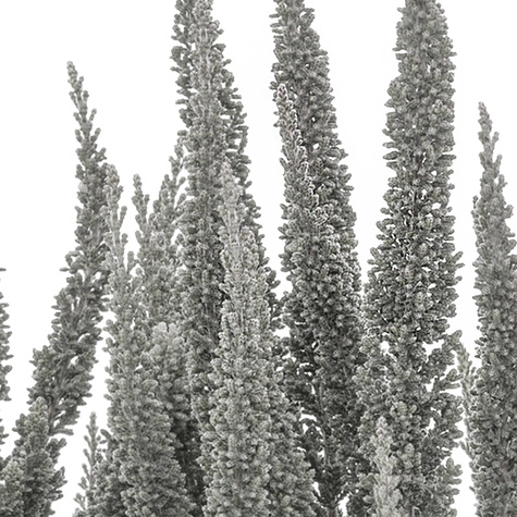 Heide Skyline Cologne silberfarben – Setzlinge