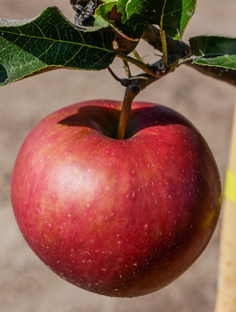 Apfelbaum Elise - Wurzelnackte Pflanze