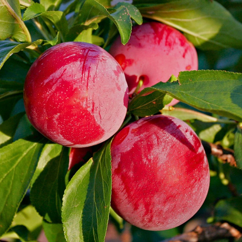 Pflaumennectarine Ozark Premier - Wurzelnackte Pflanze