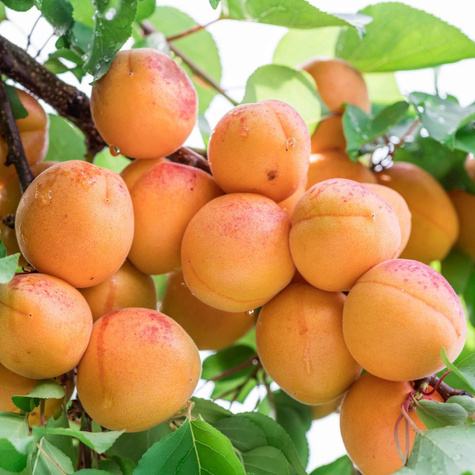 Aprikosenbaum Hargrand sehr große Früchte Obstbaum Aprikose 80cm / 140cm