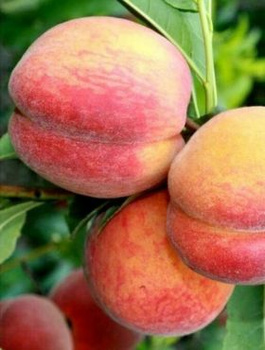 Pfirsichbaum Maycrest - Wurzelnackte Pflanze