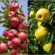 Apfelbaume Duo Himbeer-Apfelbaum + Golden Delicious Obstbaum Apfel 120 cm / 160 cm