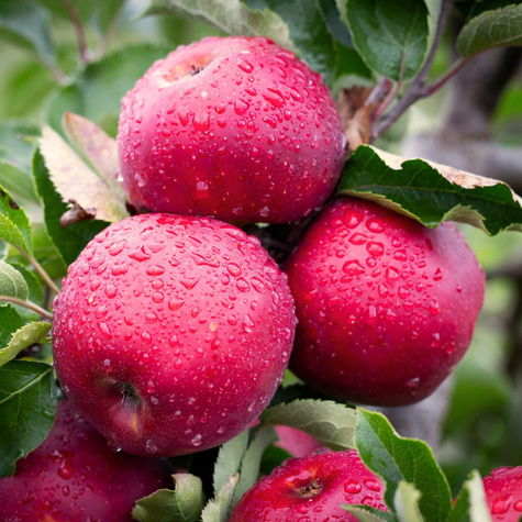Apfelbaume Jonaprince Obstbaum Apfel 80cm / 140cm