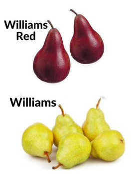 Duo-Birnbaum Williams und Williams Red - Wurzelnackte Pflanze