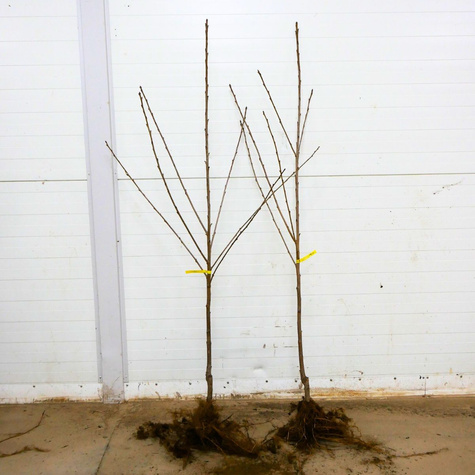 Süßkirsche Sam - Wurzelnackte Pflanze