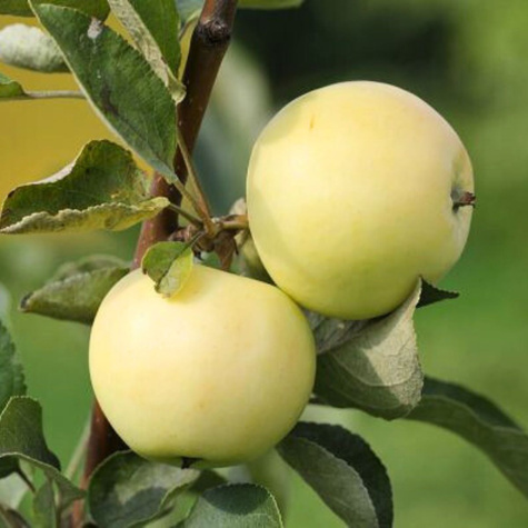 Apfelbaum „Papierówka staropolska” - Wurzelnackte Pflanze