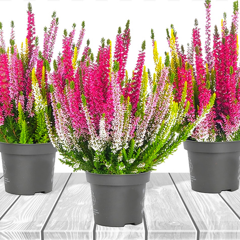 Heide Tricolor Trio Mix – Setzlinge