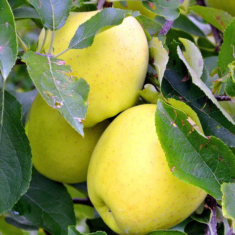 Duo Apfelbaum Antonówka + Malinówka (Himbeerapfel) - Wurzelnackte Pflanze