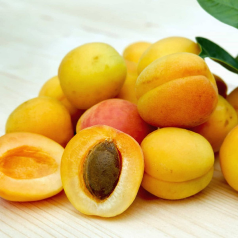 Afrikosenbaum Früh aus Morden - Wurzelnackte Pflanze