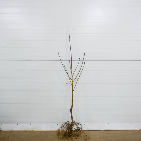 Süßkirsche Regina - Wurzelnackte Pflanze