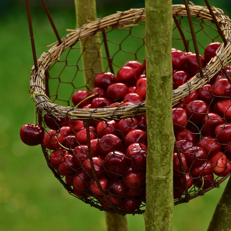 Süßkirsche Majówka - Wurzelnackte Pflanze