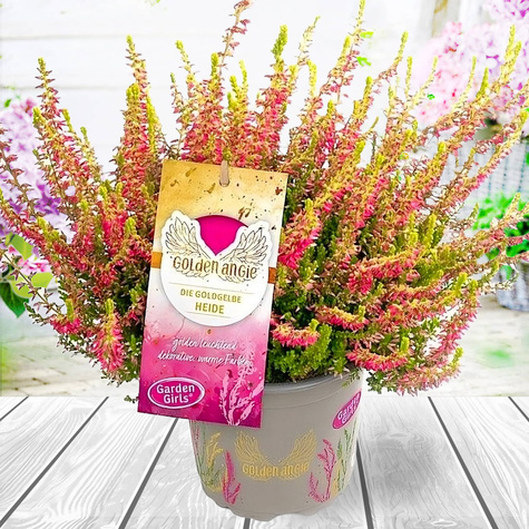 Heide Skyline Golden Angie leuchtend – Setzlinge