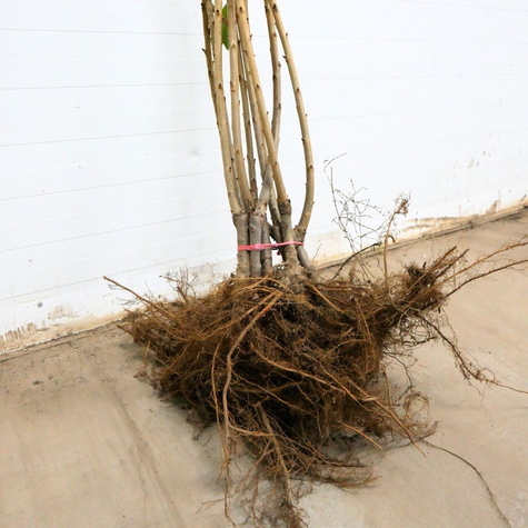 Süßkirsche Staccato - Wurzelnackte Pflanze