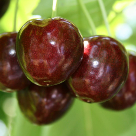 Süßkirsche Siestronka - Wurzelnackte Pflanze