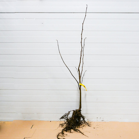 Haselnuss ‚Barcelona' - Wurzelnackte Pflanze