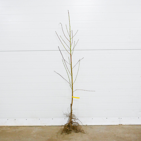 Pfirsichbaum „Redhaven“ - Wurzelnackte Pflanze