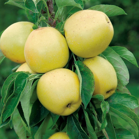 Säulen-Apfelbaum Moon Light - Wurzelnackte Pflanze