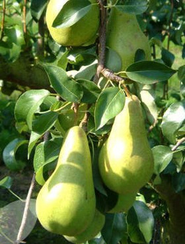 Birnenbaum Concorde - Wurzelnackte Pflanze