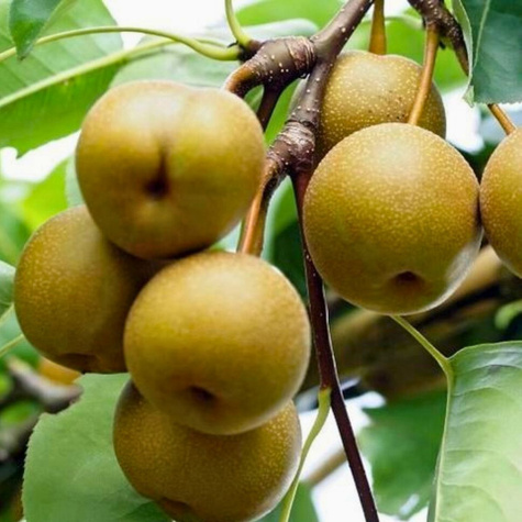 Birnenbaum asiatischer Early Shu Obstbaum Birne 80cm / 140cm