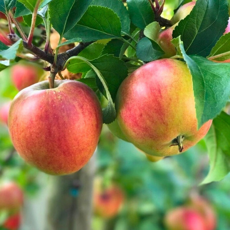 Apfelbaum Rajka - Wurzelnackte Pflanze