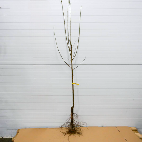 Japanischer Pflaumenbaum Casselman - Wurzelnackte Pflanze
