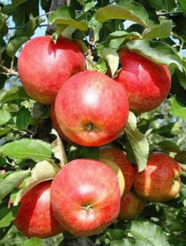 Apfelbaum Jonagored - Wurzelnackte Pflanze