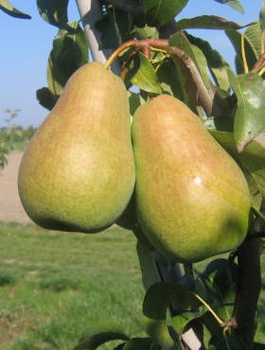 Birnenbaum Amfora - Wurzelnackte Pflanze