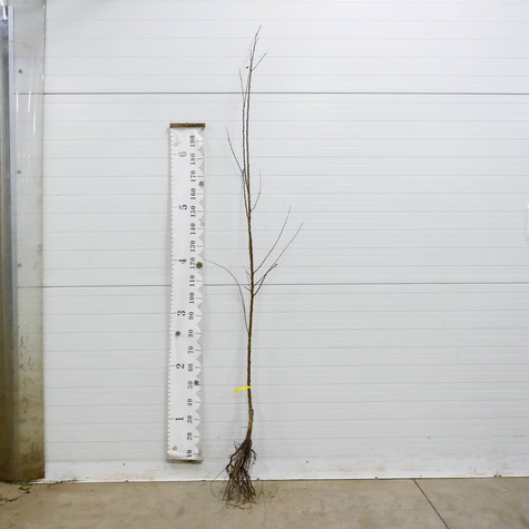 Afrikosenbaum Früh aus Morden - Wurzelnackte Pflanze