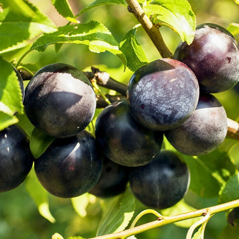 Pflaumenbaum Japanisch Black Amber frostsicher Obstbaum Pflaume 80cm / 140cm