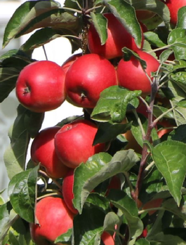 Säulen-Apfelbaum Waltz - Wurzelnackte Pflanze