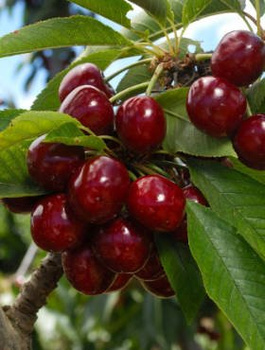 Süßkirsche Sylwia - Wurzelnackte Pflanze