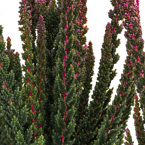 Heide Skyline Havanna anthrazit – Setzlinge