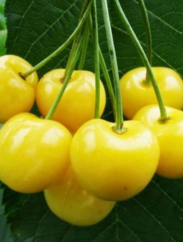 Süßkirsche ‘Kanarkowa’ – ‘Gelber Kanarek’ - Wurzelnackte Pflanze